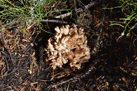 Coral Fungi From Fuji Mt Trail Oregon Usa On September At