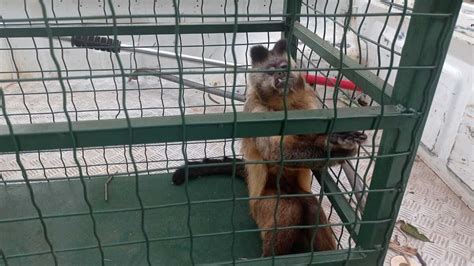 PMA de Bonito resgata macaco prego doente Portal TOP Mídia News