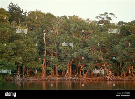 Trees In The Amazon Rainforest Ecuador South America Stock Photo Alamy