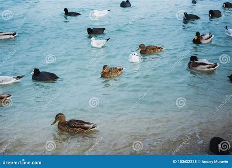 Ducks And Seagulls Stock Photo Image Of Ducks Blue 153632228