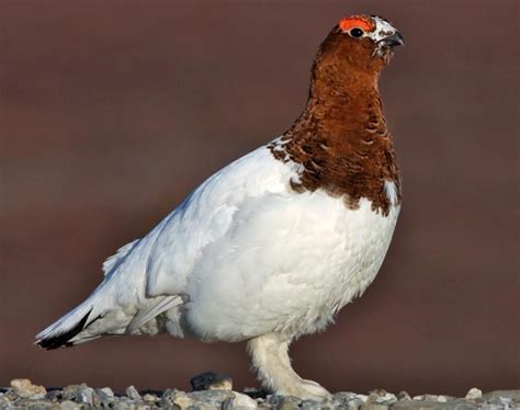 Alaska State Bird Pictures