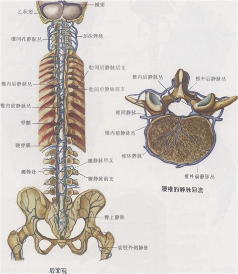 图4 19 椎静脉丛模式图 临床解剖学 医学