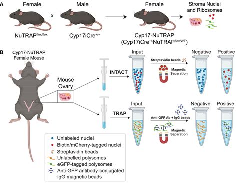 Cell Specific Paired Interrogation Of The Mouse Ovarian Epigenome And