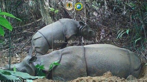 Pj Gubernur Banten Minta Pelaku Perburuan Badak Di Ujung Kulon Diberi