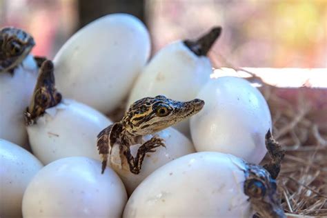 Descubre el fascinante proceso de incubación de los cocodrilos y