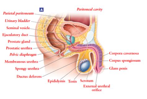 Anatomy And Physiology Lab Final Examination Review Focus On