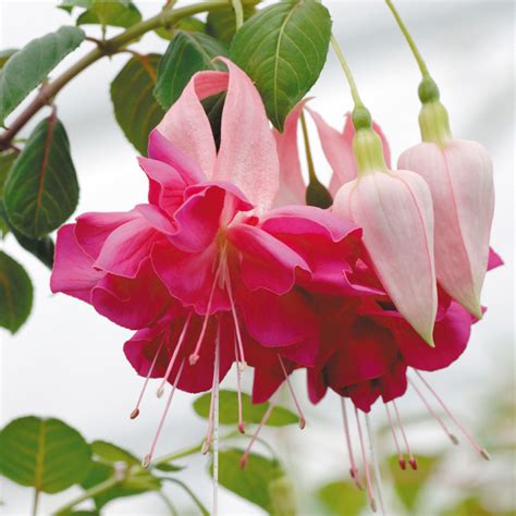Fuchsia Trailing Bella Rosella - J Parker Dutch Bulbs (Wholesale) Ltd ...