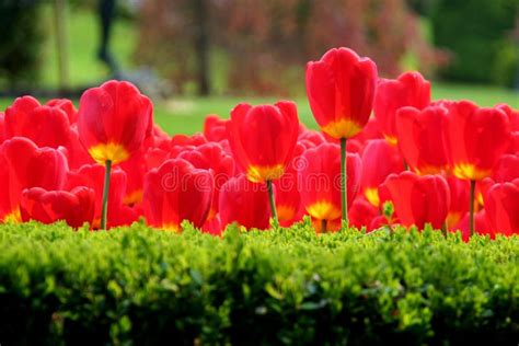 Red Tulip Stock Photo Image Of Buxus Bulb Tulip Coloured 9197232