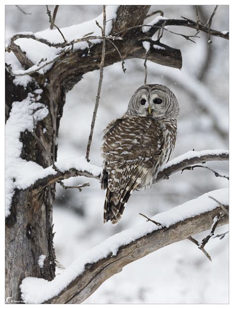 Chouette Ray E Barred Owl La Belle Chouette Dans Un D Co Flickr