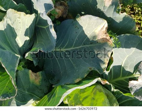 Symptoms Black Rot Cabbage Stock Photo 1626703972 Shutterstock