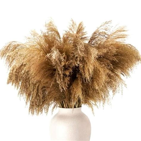 Coffee Table Decor Dried Pampas Grass Decor Fluffy Pompas Floral 50 Stems Small Pompous Natural