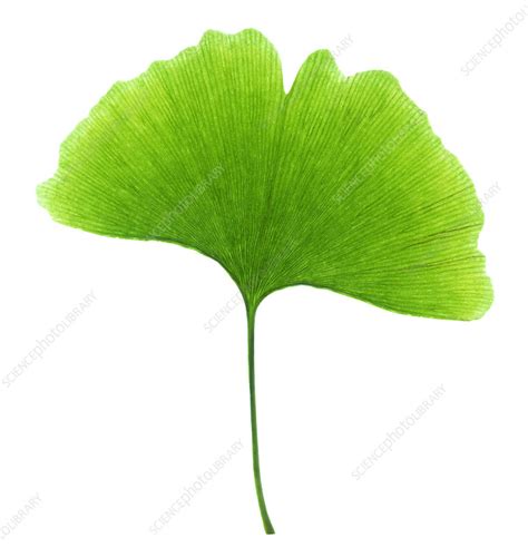 Ginkgo Biloba Para Que Serve A Planta Como Tomar E Quais Os Riscos