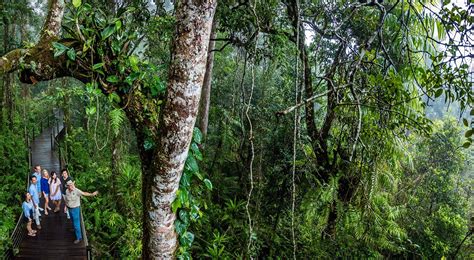 Skyrail Rainforest Cableway | Australia Cruise Association