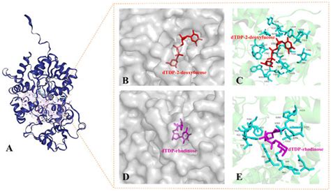 Molecules Free Full Text Rethinking Biosynthesis Of Aclacinomycin A