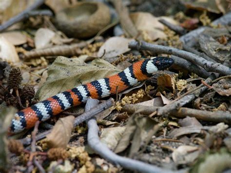 Coast Mountain Kingsnake In July By Justinlewisjones Inaturalist