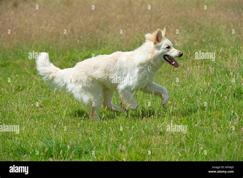 White Wolf German Shepherd