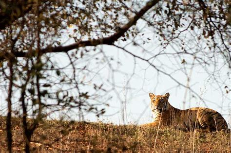 Complete Guide to Tadoba Andhari Tiger Reserve, Maharashtra - Trans ...