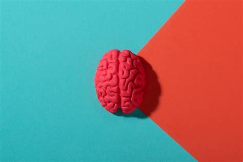 Free Photo Still Life With Human Brains