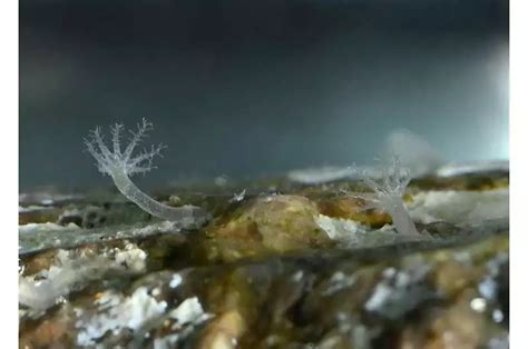 The Discovery Of A Sex Life Increases The Prospect Of Ivf For The Endangered Purple Cauliflower