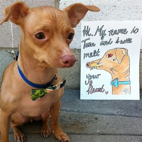 Tuna Meme Dog Funny Dogs Cute Dogs Funny Animals Cute Animals