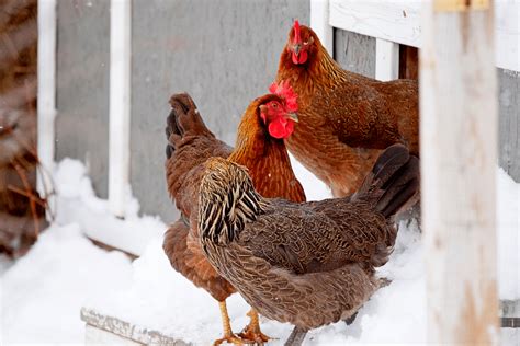 Hiver Et Poulailler Les Bonnes Pratiques Pour Maintenir Des Poules Au