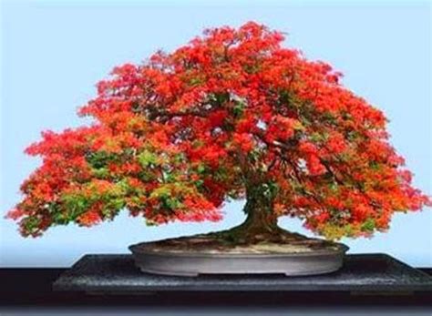 Bonsai Flame Tree Seeds Tropical Flowering Tree 10 Seeds Etsy