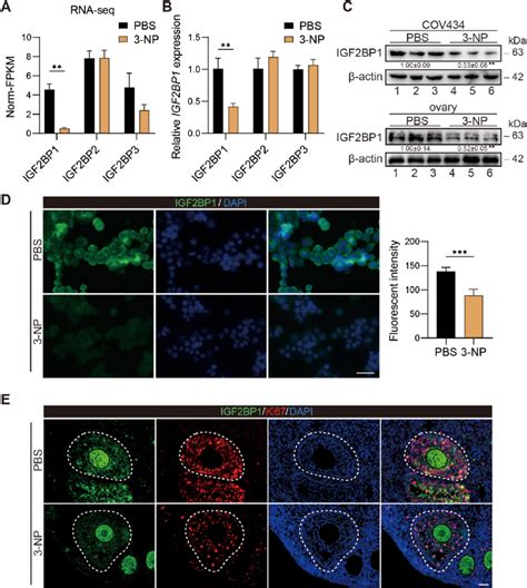 3 NP Treatment Downregulates IGF2BP1 In GCs A Bar Plots Showing The