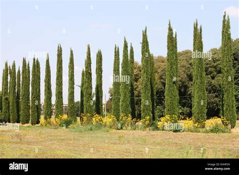 Cypress Trees Hi Res Stock Photography And Images Alamy