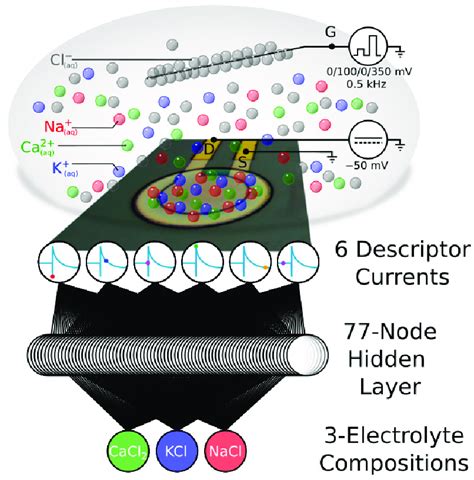 Working Principle An OECT Device Exposed To Electrolytes Of Different