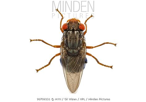 stock photo - Minden Pictures