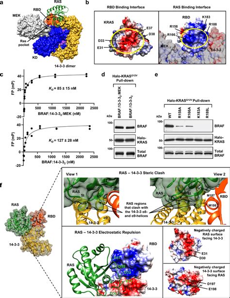 Ras Braf Rbd And Interactions A Superimposition Of Kras From