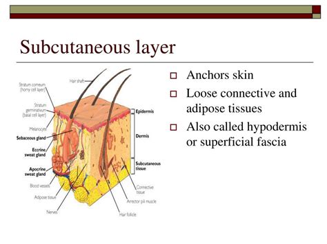 Subcutaneous Layer Diagram