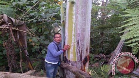 Pohon Pisang Terbesar Di Dunia Ada Di Papua Arkeolog Tanaman