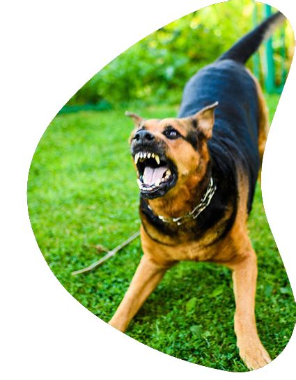 Dog Behavior Training Classes | Dog Behavior Specialists in AZ 