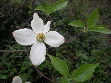 Dogwood Tree Leaf Identification