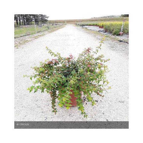 Abelia X Grandiflora Edward Goucher