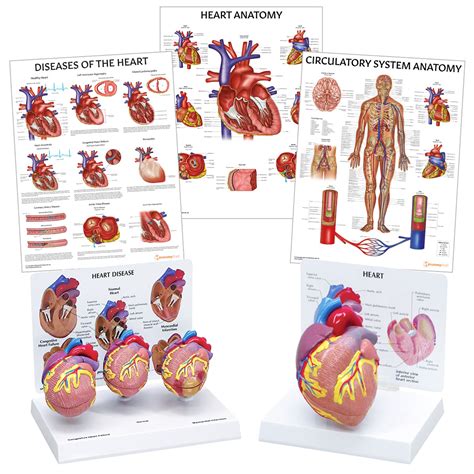 Heart Models | Medical Training | AnatomyStuff