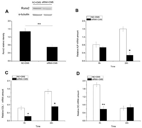 Effect Of Runx2 Interfering On The Osteogenesis Related Genes In