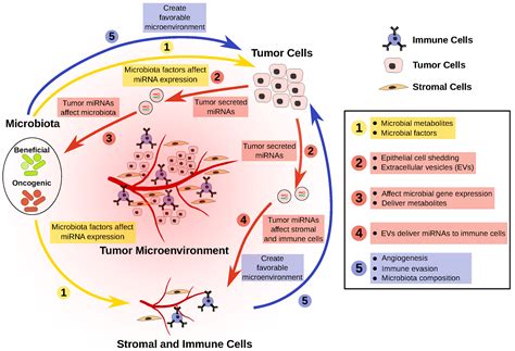 Genes Free Full Text Hostmicrornamicrobiota Interactions In