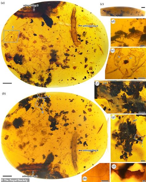 Fossilized Mother Spider Protecting Her Young Is Found Preserved In 99 Million Year Old Amber