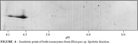 Scielo Brasil Purification And Biochemical Characterization Of An Extracellular Lipase