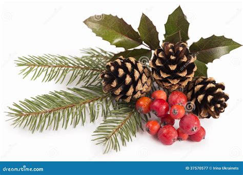 Christmas Seasonal Border of Holly, Mistletoe, Stock Image - Image of ...