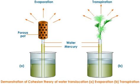 Water Transport In Plants Experiment - Transport Informations Lane