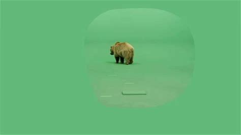 Green Screen Video Of Blonde Grizzly Bear Walking Forward From Rear