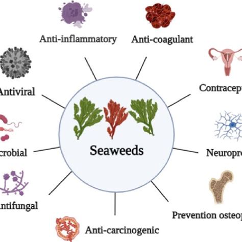 Biological Activities Of Seaweed Antimicrobial Antifungal