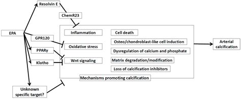 Ijms Free Full Text Effects Of Eicosapentaenoic Acid On Arterial