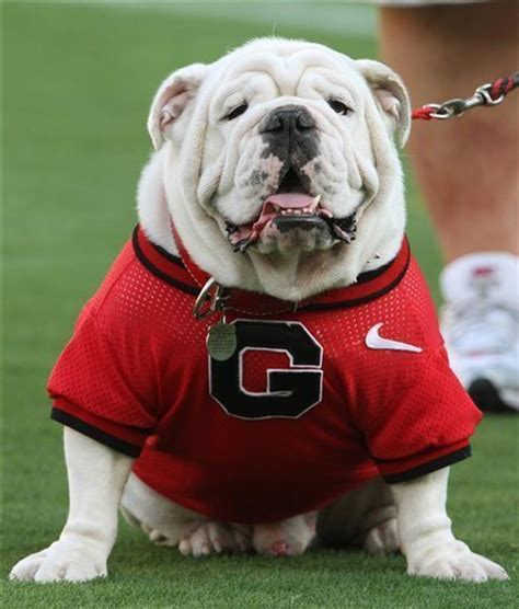 What Uga the Georgia bulldog gets before he flies - The San Diego Union-Tribune