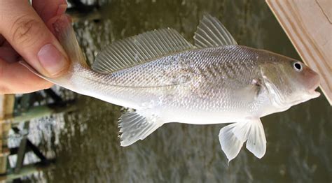 Atlantic Croaker: Facts, Habitat & Behavior - Ocean Info