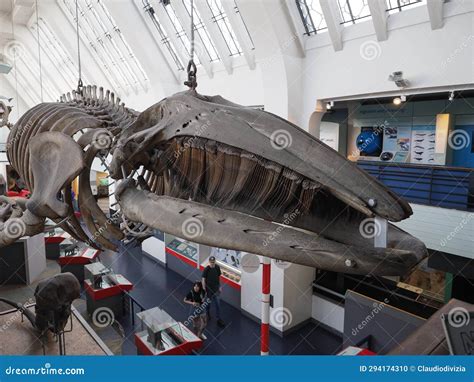 Grey Whale Skeleton at the Natural History Museum in London Editorial ...