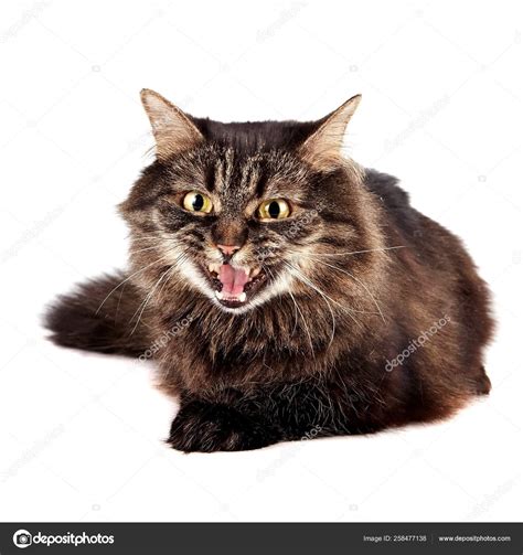 Mewing Cat White Background — Stock Photo © Yayimages 258477138
